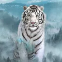 echotiger006