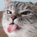 shitken