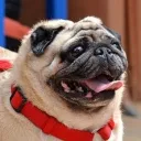 puggy_man.1