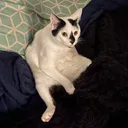 wubrust
