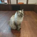 rayuanmantan