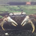 kutabaniarz_lesny