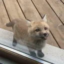mrquechop