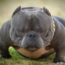 avatar *pillar men theme plays*