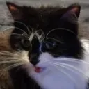 bad_ash_cat_