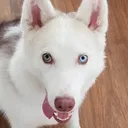 angelboris