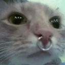 anxtte