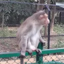 biizo