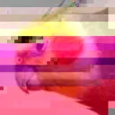 lolbird