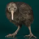 kiwizeiro