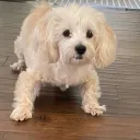 fooeyround