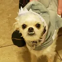 peanutbutterbeagle