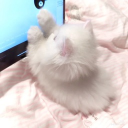 avatar ⋆⁺₊⋆ ♡̷̷̷