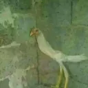 muchakompu
