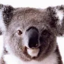 smellykoala