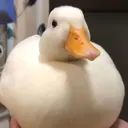 duckdeertak