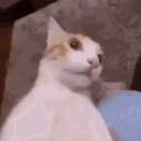 avatar ꒰ა valkyrie ໒꒱