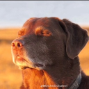 avatar Cảnh Khuyển