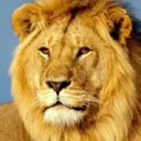 bloodstrikeadminisrude avatar