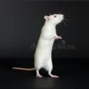 morr0ix avatar