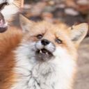kitsune_sy