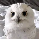 lulubara
