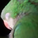 lalotazmania