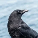 lehoofer