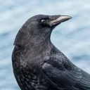 lehoofer