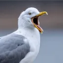 lehoofer