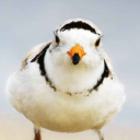 plover555