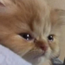 _ancientcat_
