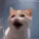 violencekot