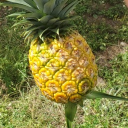 @p