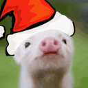 avatar [TTT] Pig