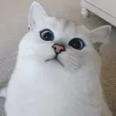 mrmouse2405