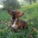 franzea2002