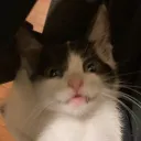 frenchyfri