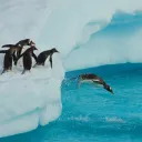 penguin086064