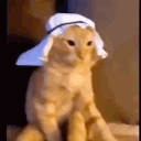 certifieddipshit