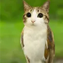 prdestroyer