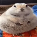 _.karas
