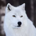 wolfje969