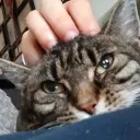 katzelpxx