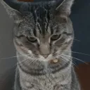 tuxedokatt