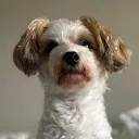 winniesdog