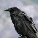 wlraven