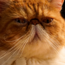 avatar Kaiser von Katzerland