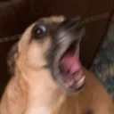 daningy