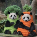 avatar Panda.
